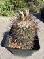 Preview: Gymnocactus beguinii ssp. paileanus